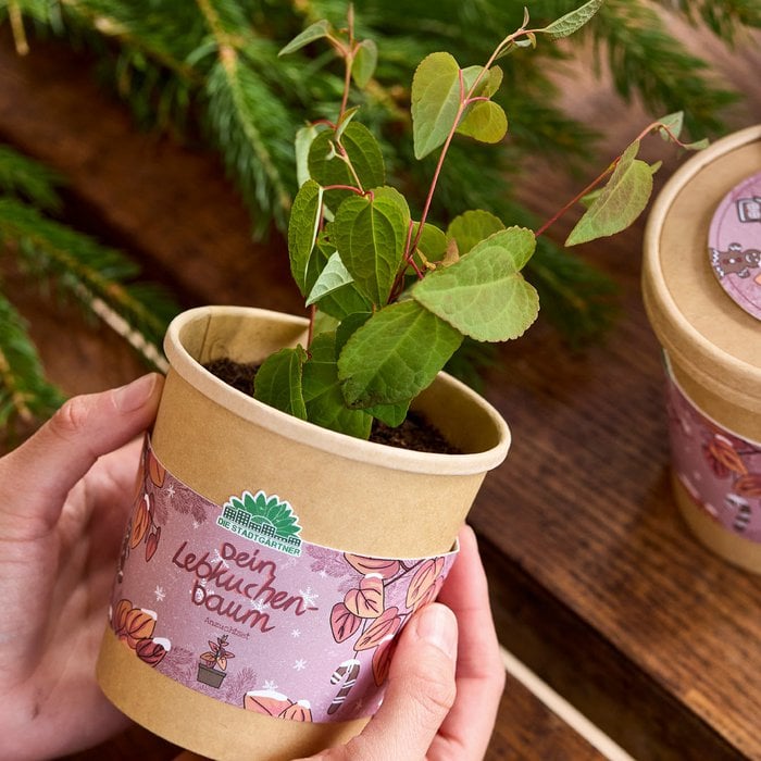 Blumenbecher - Lebkuchenbaum
