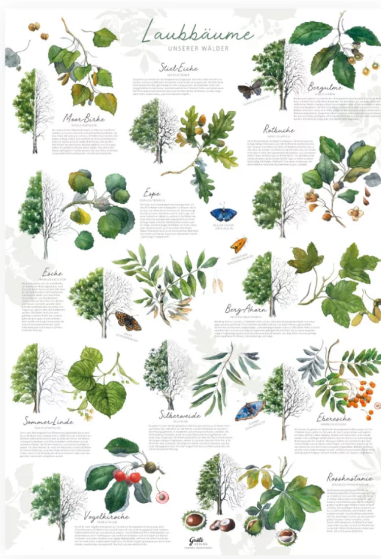 Poster DIN A2 Unsere Laubbäume