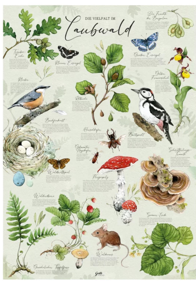 Poster DIN A2 Unser Laubwald